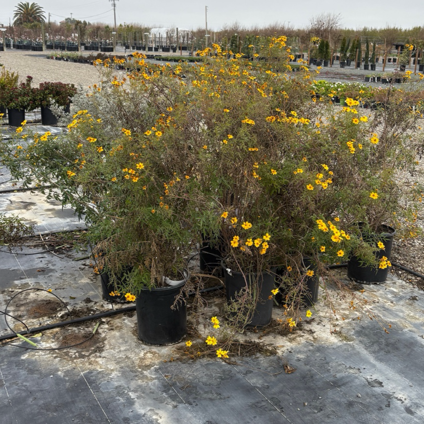 Mountan Marigold