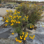 Mountan Marigold