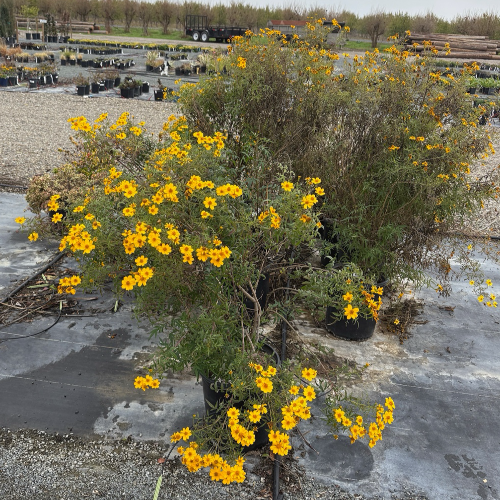 Mountan Marigold
