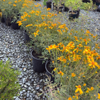Mountan Marigold
