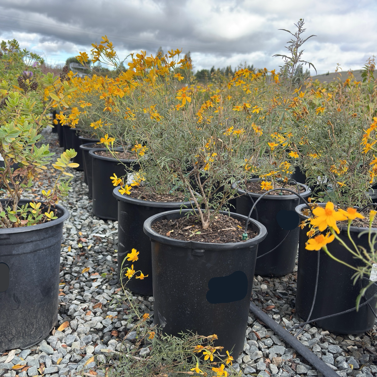 Mountan Marigold