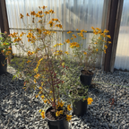 Mountan Marigold
