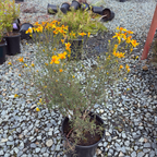 Mountan Marigold