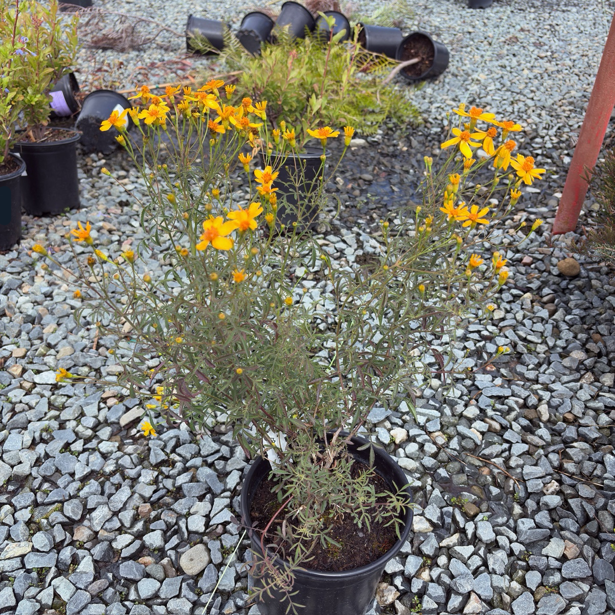 Mountan Marigold