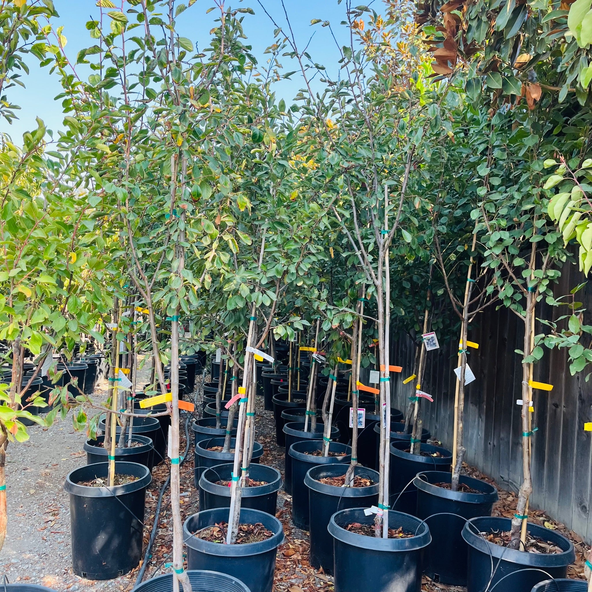 Mproved French Prune