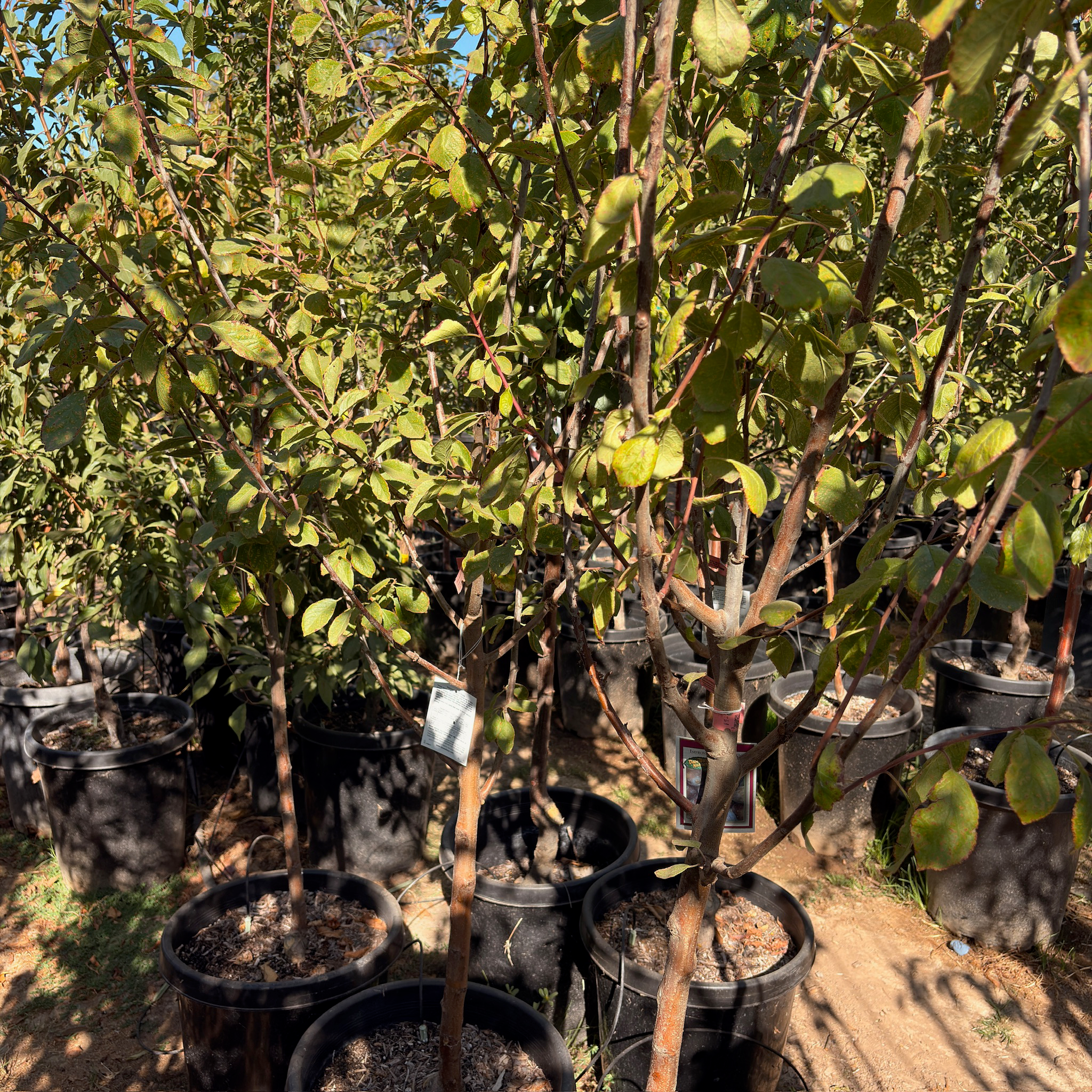 Mproved French Prune