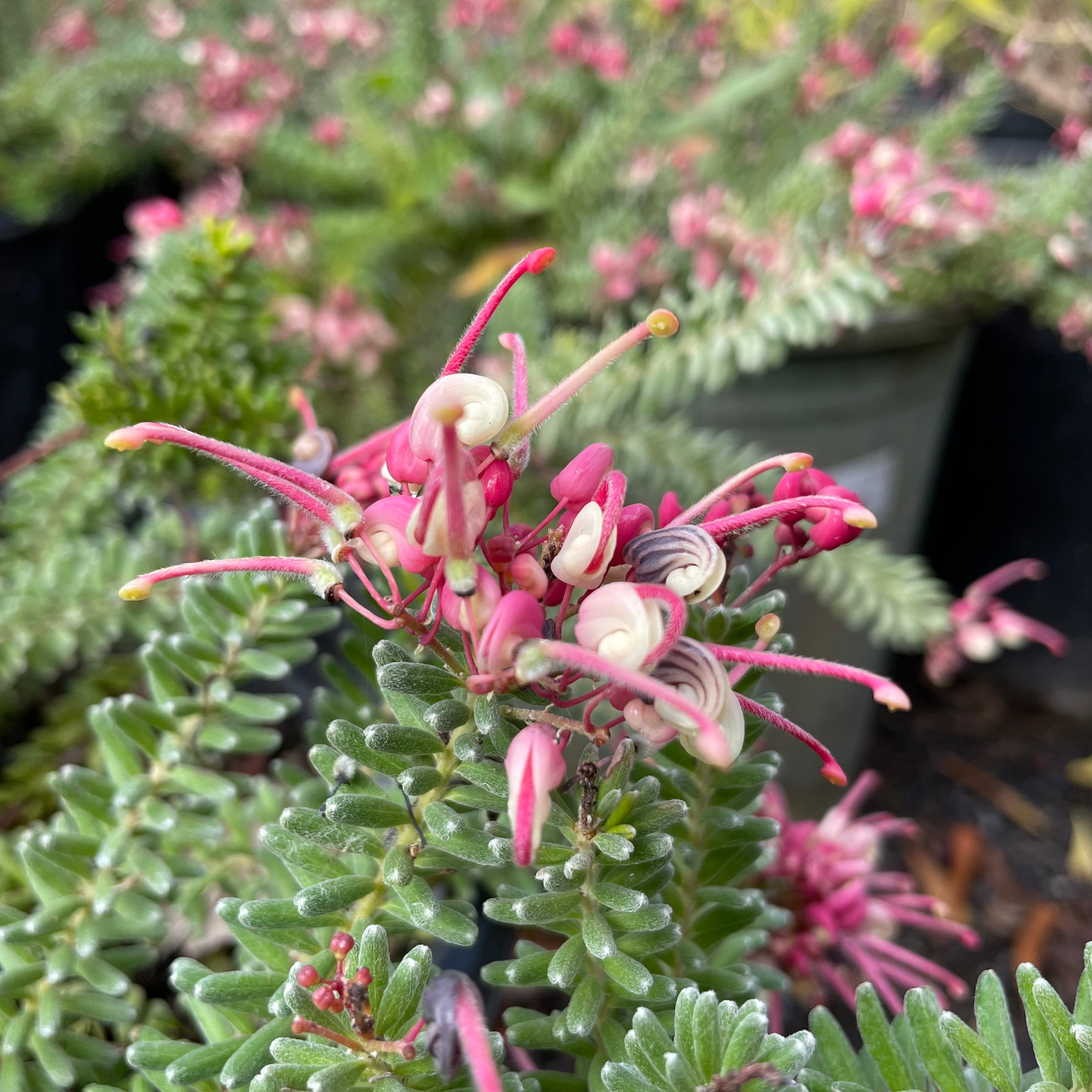 Mt. Tamboritha Woolly Grevillea