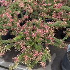 Mt. Tamboritha Woolly Grevillea