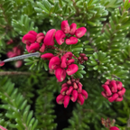 Mt. Tamboritha Woolly Grevillea