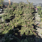 Mt. Tamboritha Woolly Grevillea