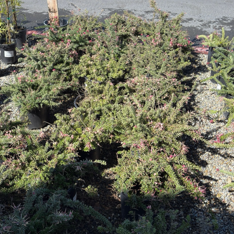 Mt. Tamboritha Woolly Grevillea