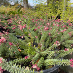 Mt. Tamboritha Woolly Grevillea