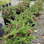 Mt. Tamboritha Woolly Grevillea