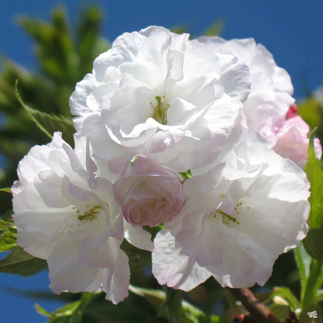Mt. Fuji Flowering Cherry