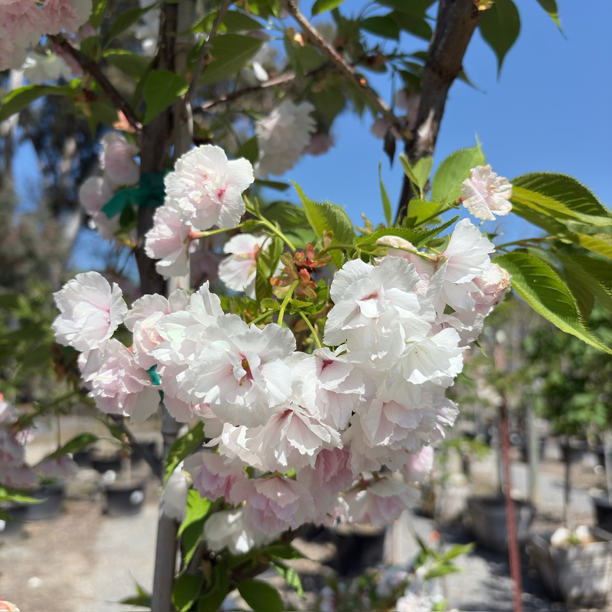 Mt. Fuji Flowering Cherry