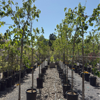 Mulberry Fruitless