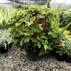 Munchkin Oakleaf Hydrangea