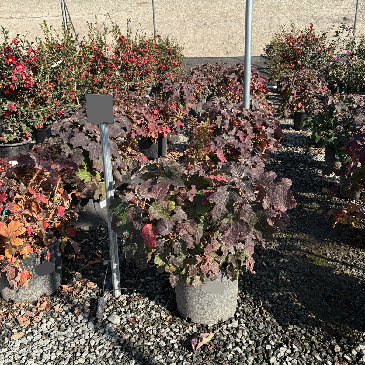 Munchkin Oakleaf Hydrangea
