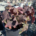 Munchkin Oakleaf Hydrangea