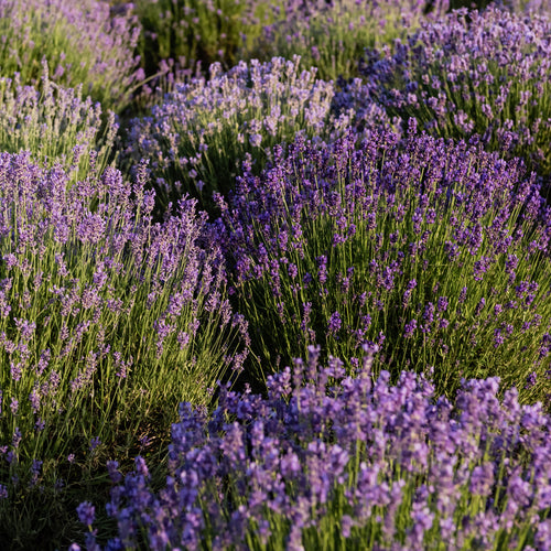 munstead english lavender plant care Munstead English Lavender