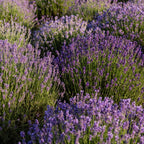 Field of Munstead English Lavender flowers with sunlight filtering through.