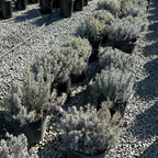 Row of potted Munstead English Lavender on a gravel surface