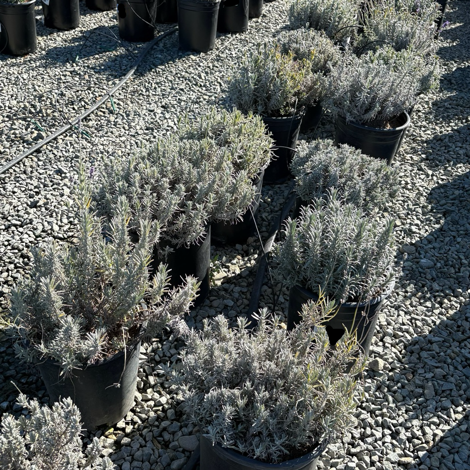 Munstead English Lavender