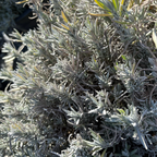 Close-up of a Munstead English Lavender bush with grayish-green leaves