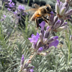 Bee on a Munstead English Lavender flower with a blurred background