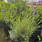 Potted Munstead English Lavender plants with purple flowers in a garden setting