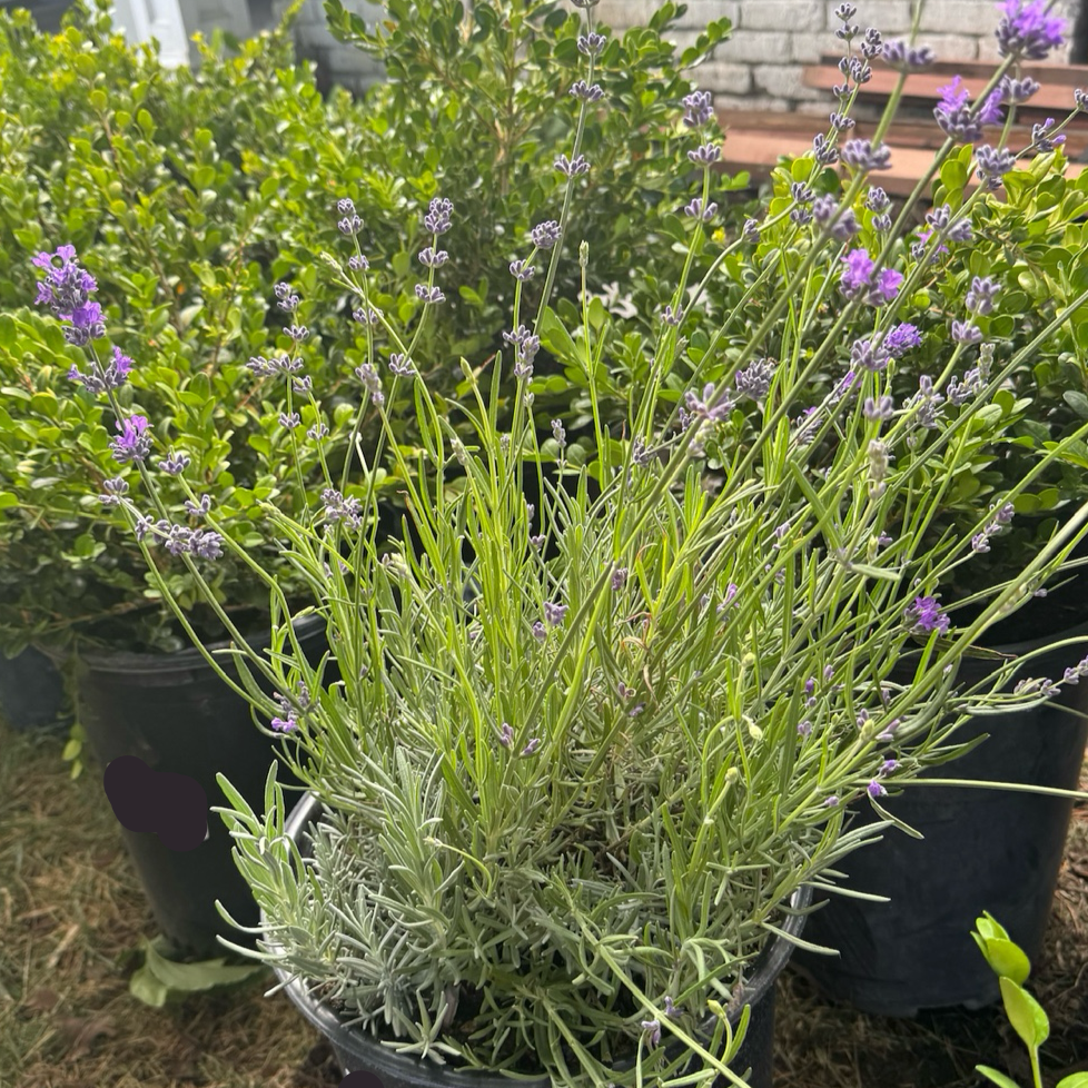 Potted Munstead English Lavender plants with purple flowers in a garden setting