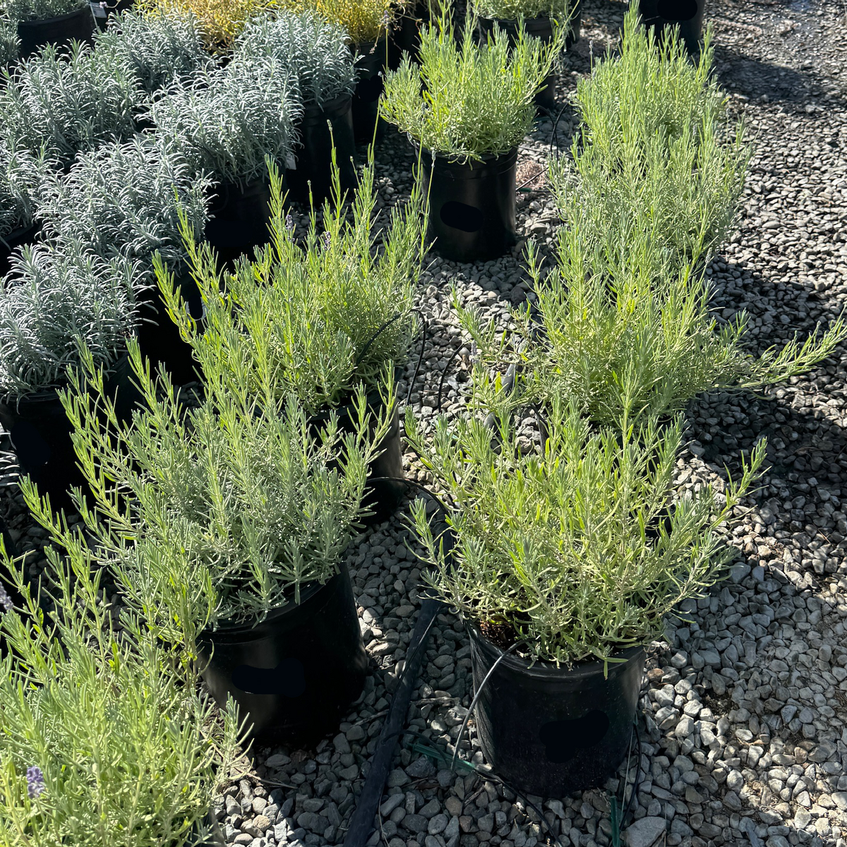 Munstead English Lavender