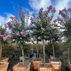 Muskogee Crape Myrtle