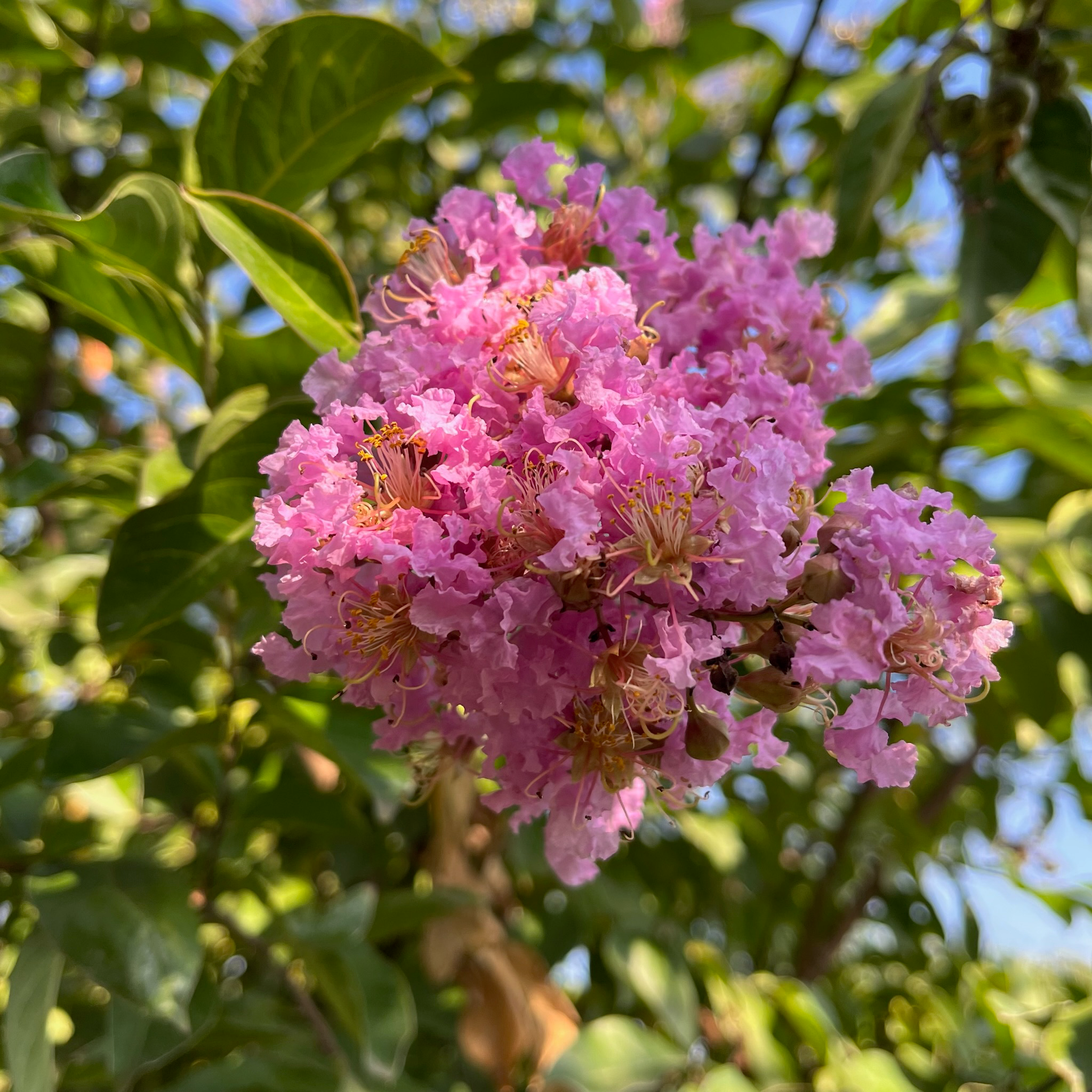 Muskogee Crape Myrtle