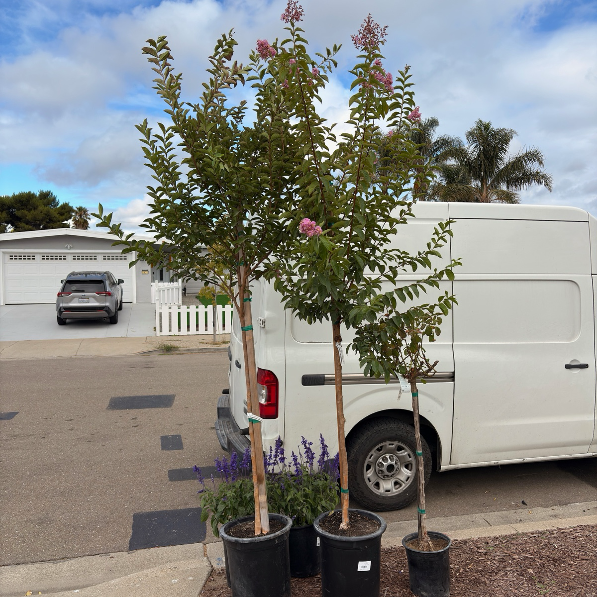 Muskogee Crape Myrtle