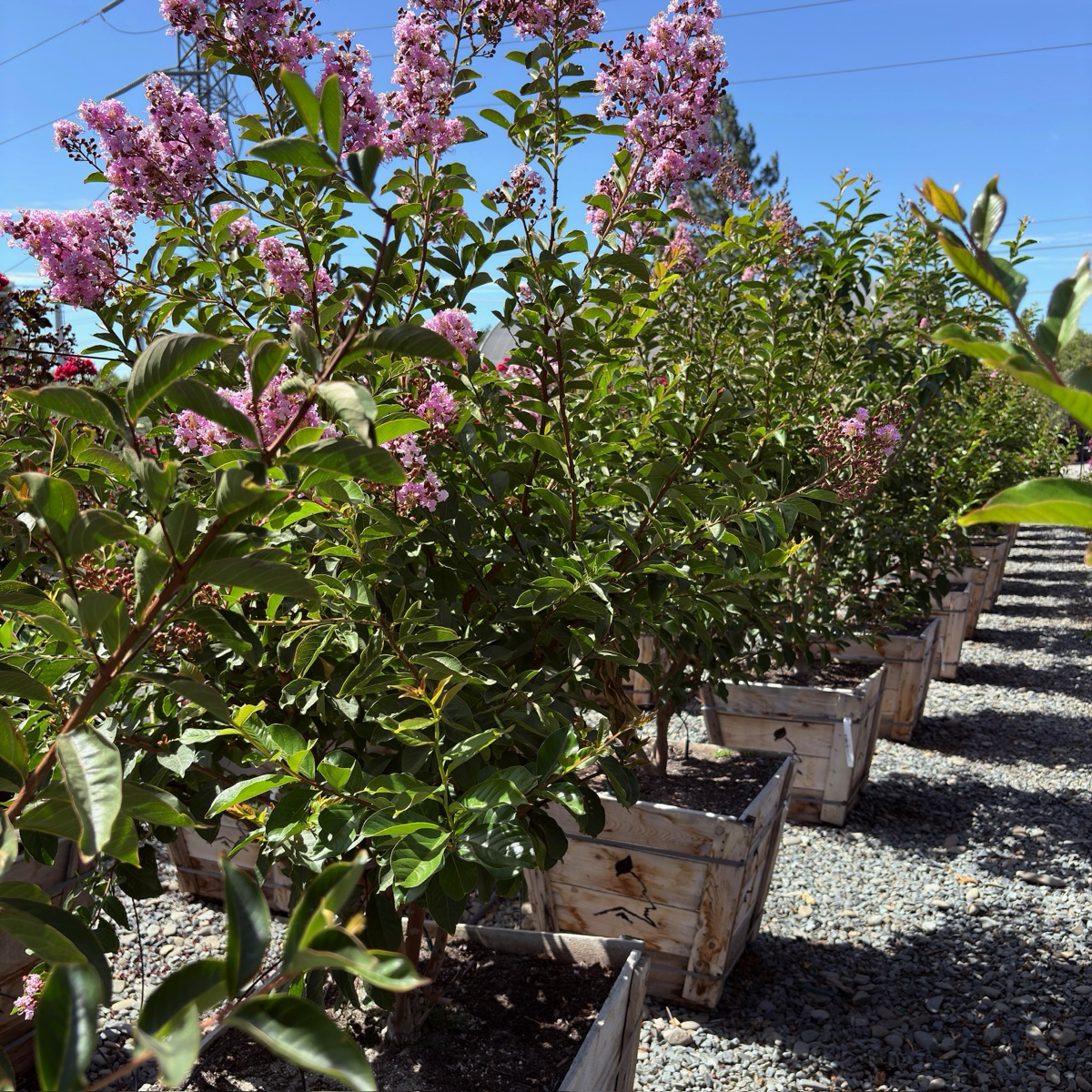 Muskogee Crape Myrtle