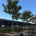 Muskogee Crape Myrtle