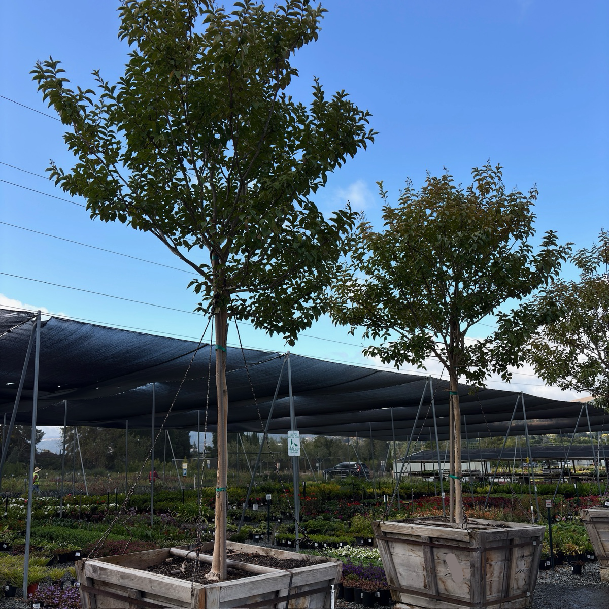 Muskogee Crape Myrtle