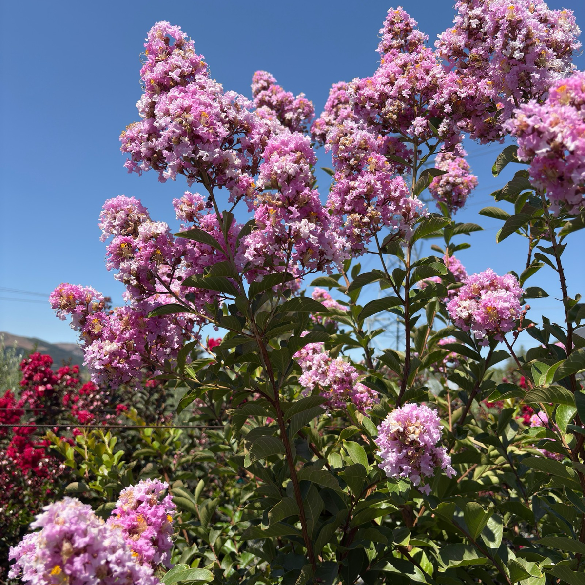 Muskogee Crape Myrtle