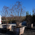 Muskogee Crape Myrtle