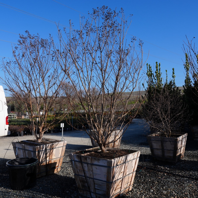 Muskogee Crape Myrtle