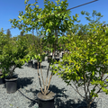 Muskogee Crape Myrtle