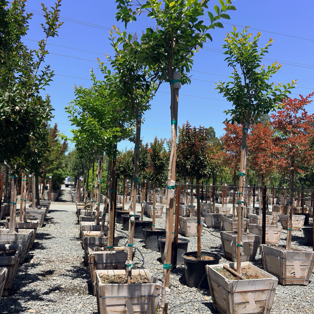 Muskogee Crape Myrtle