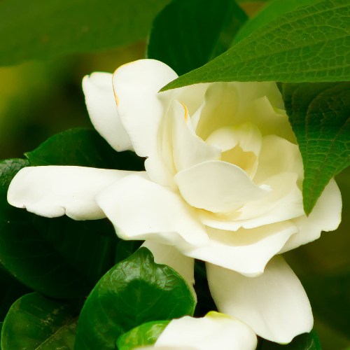 Close-up of a white flower Mystery Gardenia with green leaves
