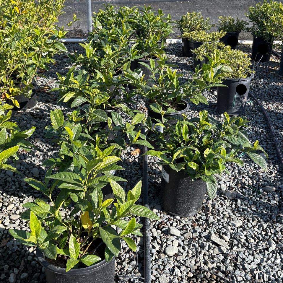 Potted Mystery Gardenia on a gravel surface with a fence in the background