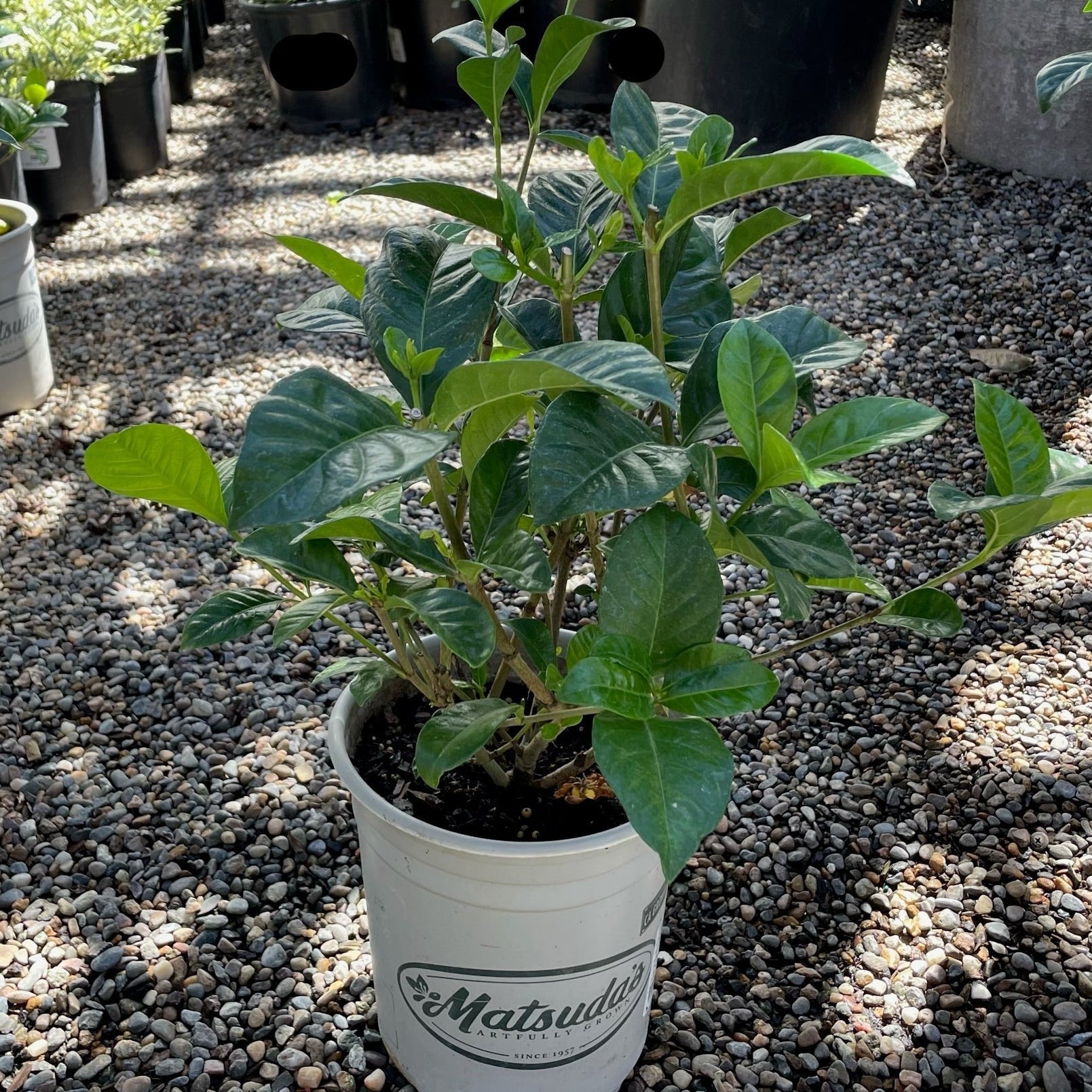 Potted Mystery Gardenia in white containers with 'Matsuda' branding on a gravel surface.