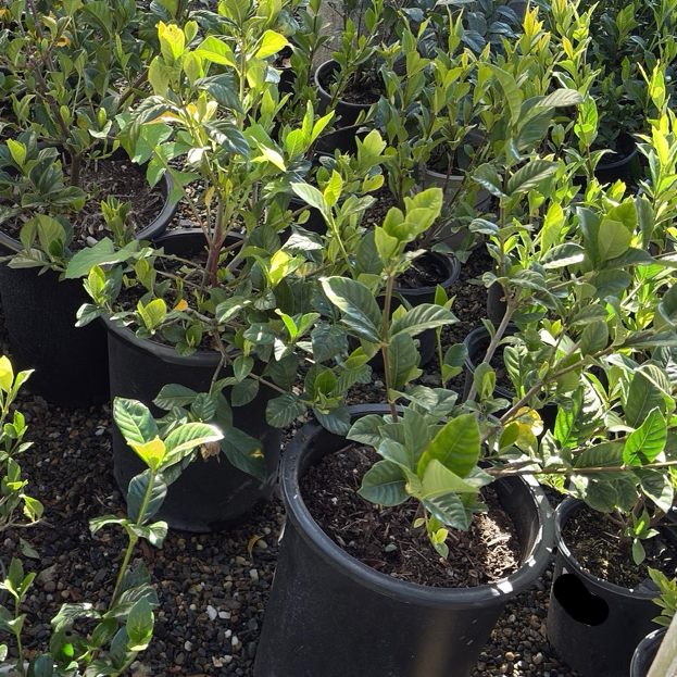 Row of potted Mystery Gardenia in a garden setting