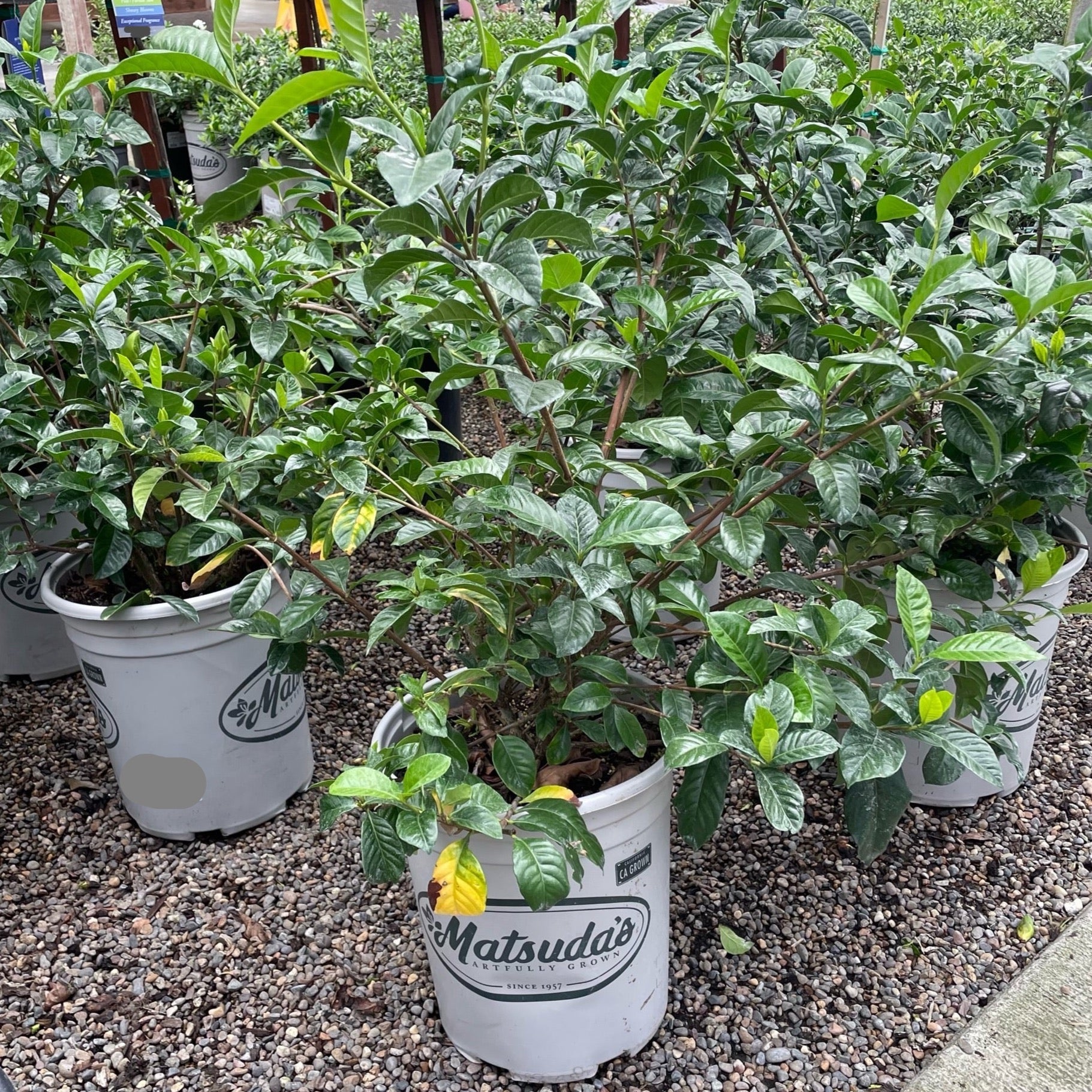Potted Mystery Gardenia in white containers with 'Matsuda's' branding on a gravel surface.