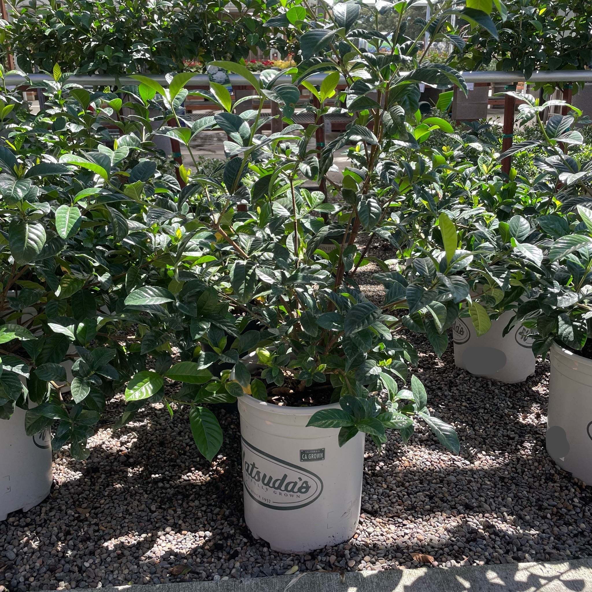 Row of potted Mystery Gardenia with 'Stauda's' branding in a nursery setting.