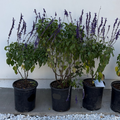 Mystic Spires Blue Sage